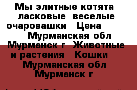 Мы элитные котята, ласковые, веселые очаровашки › Цена ­ 10 000 - Мурманская обл., Мурманск г. Животные и растения » Кошки   . Мурманская обл.,Мурманск г.